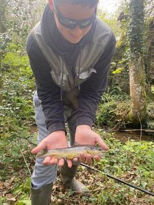Brown Trout