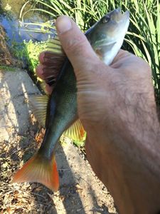 European Perch