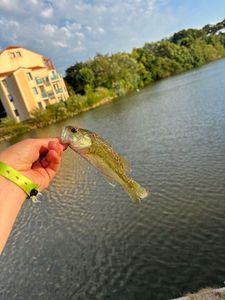 Largemouth Bass