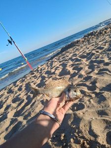 Gilthead Seabream