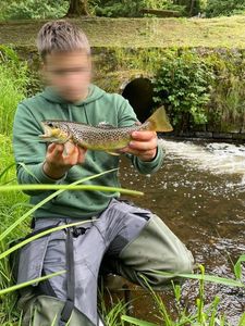 Brown Trout