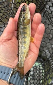 Atlantic Salmon (Juvenile)