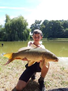 Common Carp