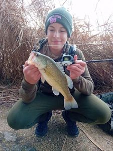 Largemouth Bass