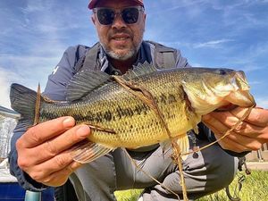 Largemouth Bass