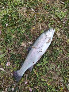 Rainbow Trout