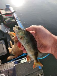 European Perch