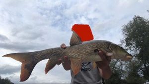Barbel