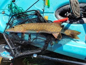 Northern Pike