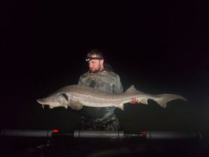 Sturgeon