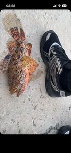 Red Scorpionfish