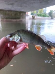 European Perch