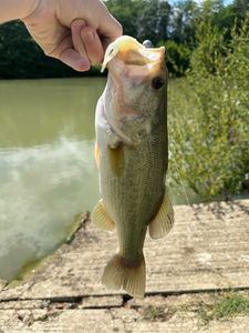 Largemouth Bass