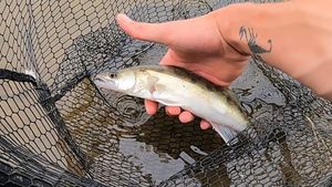 Zander