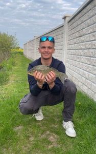 Crucian Carp