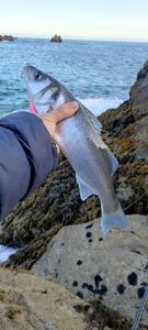 European Bass (Seabass)