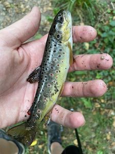 Brown Trout