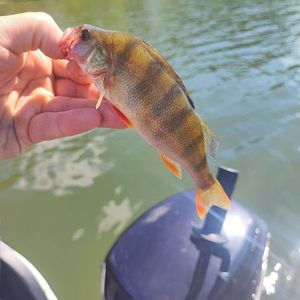 European Perch