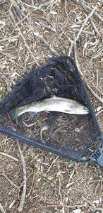 Rainbow Trout