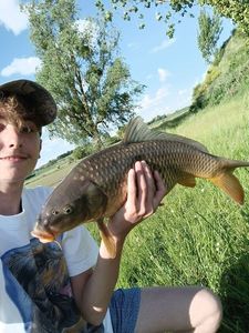 Common Carp