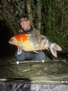 Koï Fish