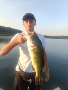 Largemouth Bass