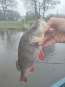 European Perch