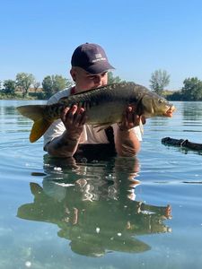 Mirror Carp