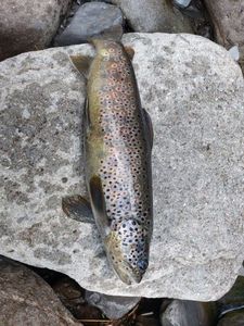 Brown Trout