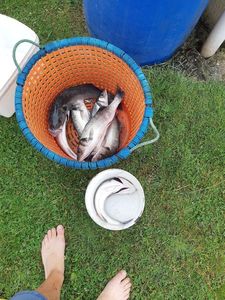 European Bass (Seabass)