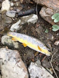 Brown Trout