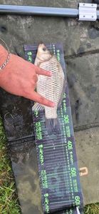 Crucian Carp