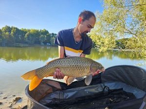 Common Carp