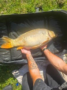 Mirror Carp