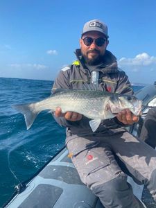 European Bass (Seabass)