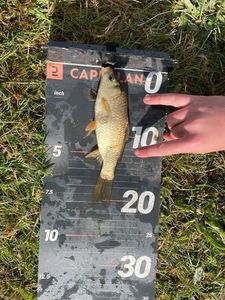 Prussian Carp
