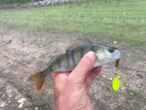 European Perch