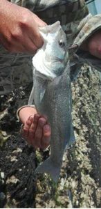 European Bass (Seabass)