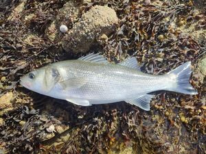 European Bass (Seabass)
