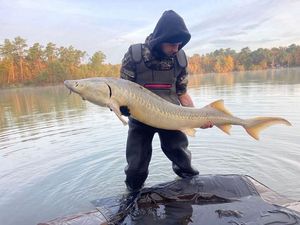 Sturgeon