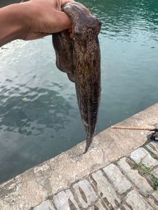 Common Octopus