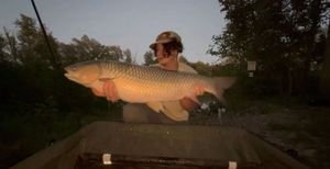 Grass Carp
