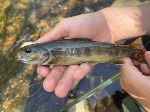 Brown Trout