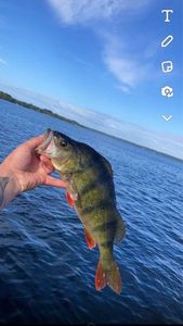 European Perch