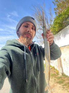 Garfish