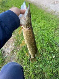 Zander
