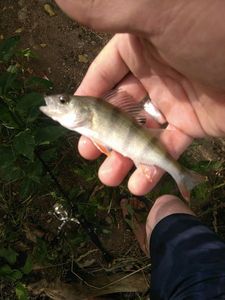 European Perch