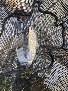 Rainbow Trout