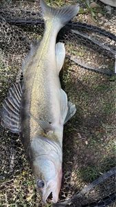 Zander