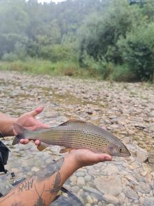 Grayling